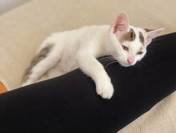 KUSMI À ADOPTER AVEC UN CHAT DÉJÀ PRÉSENT CHEZ VOUS