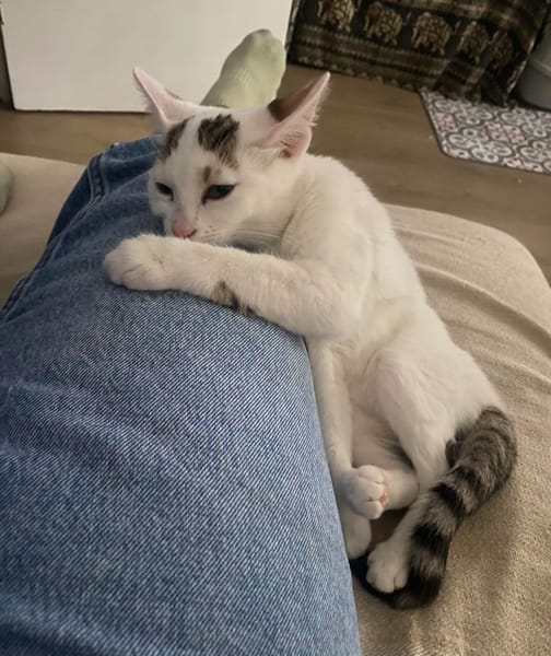 KUSMI À ADOPTER AVEC UN CHAT DÉJÀ PRÉSENT CHEZ VOUS
