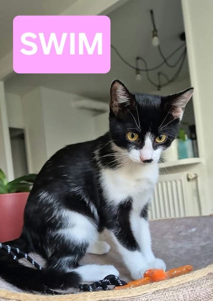 SWIM ET FILONNA