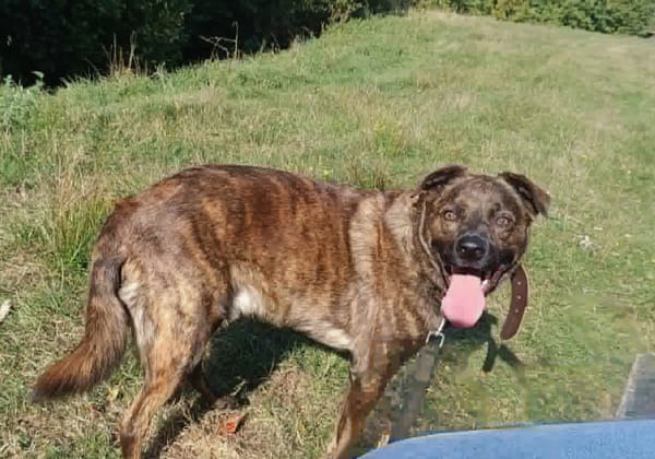 🐾 TEX, un grand cœur plein d’énergie et de tendresse ! 🐾