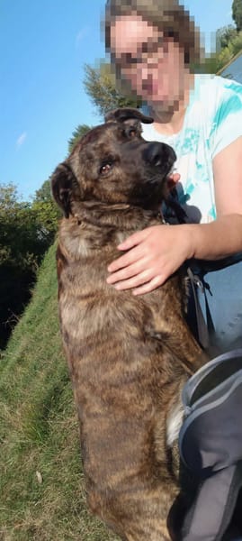 🐾 TEX, un grand cœur plein d’énergie et de tendresse ! 🐾