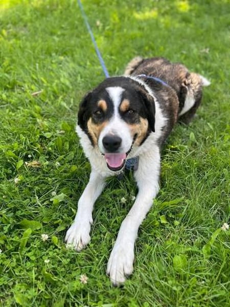 Balu, herzensguter Rüde, ca. 4 Jahre