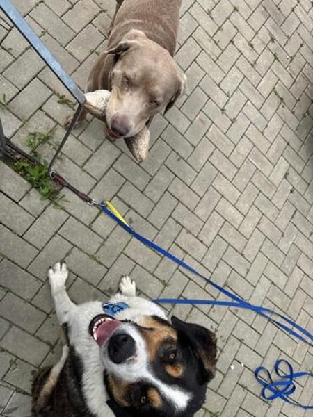 Balu, herzensguter Rüde, ca. 4 Jahre