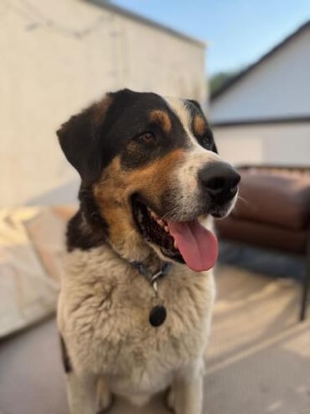 Balu, herzensguter Rüde, ca. 4 Jahre