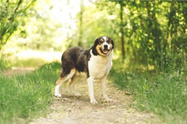 Balu, herzensguter Rüde, ca. 4 Jahre