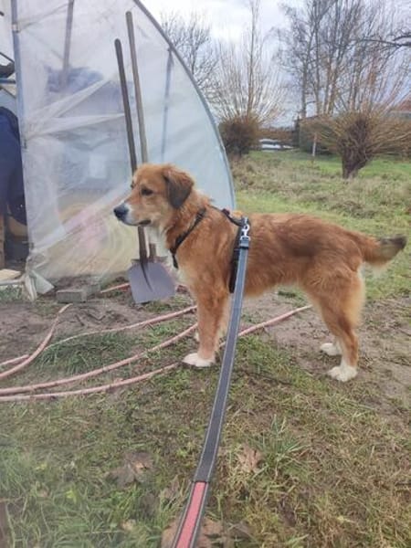 Aiko, elegant, liebt Wasser, ruhiges Wesen