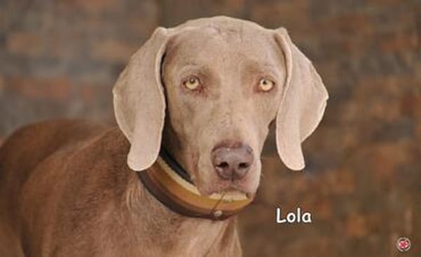 LOLA