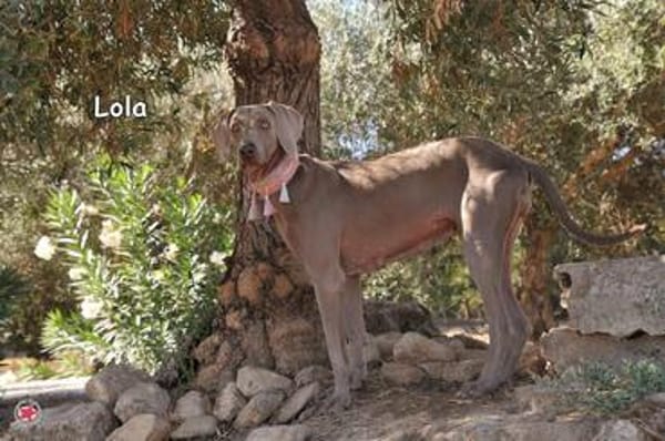 LOLA