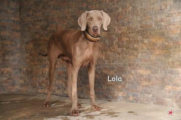 LOLA