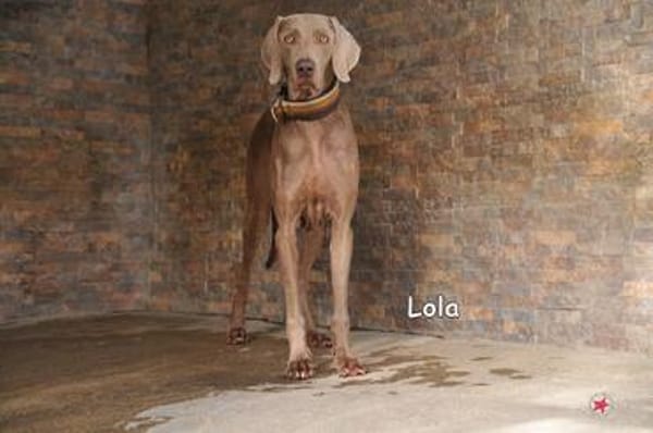 LOLA