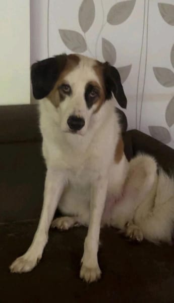 Hiro m ca 4 Jahre