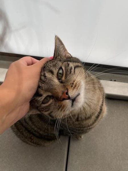 Ein toller Familienkater