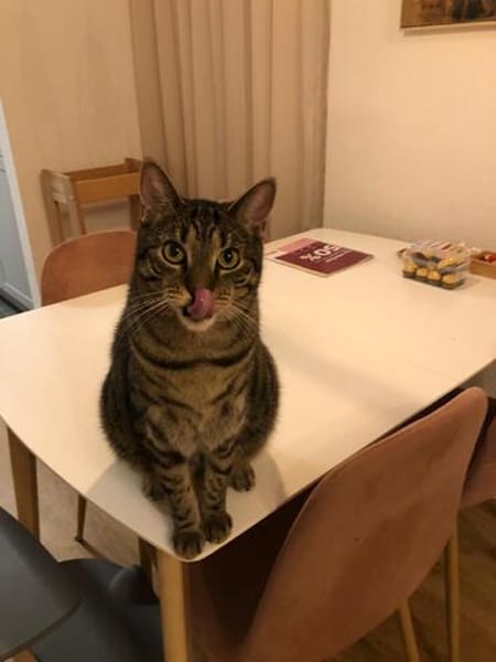Ein toller Familienkater