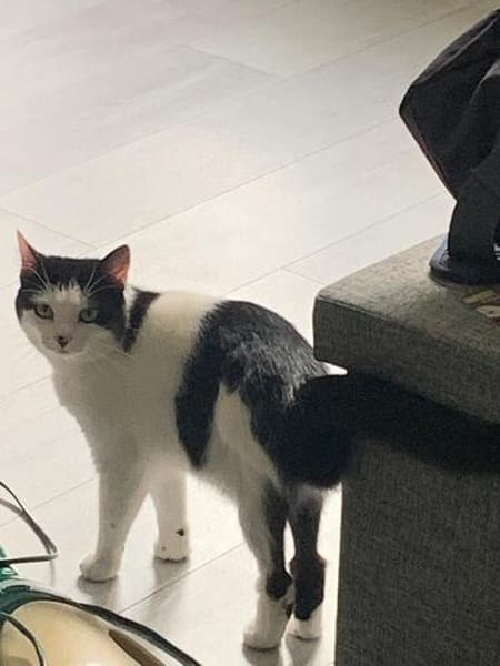 CHER-bezaubernde, hübsche Katzen-Dame