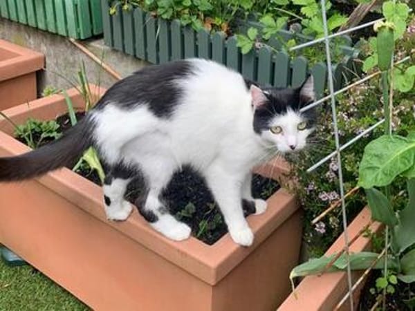 CHER-bezaubernde, hübsche Katzen-Dame