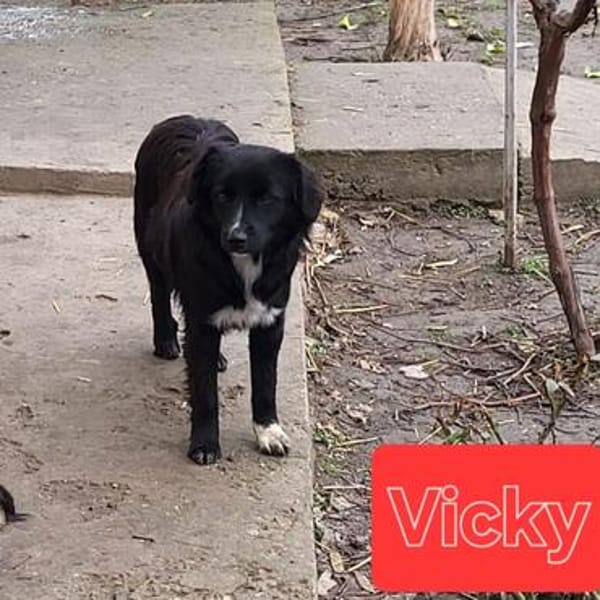 Vicky kommt mit allen klar
