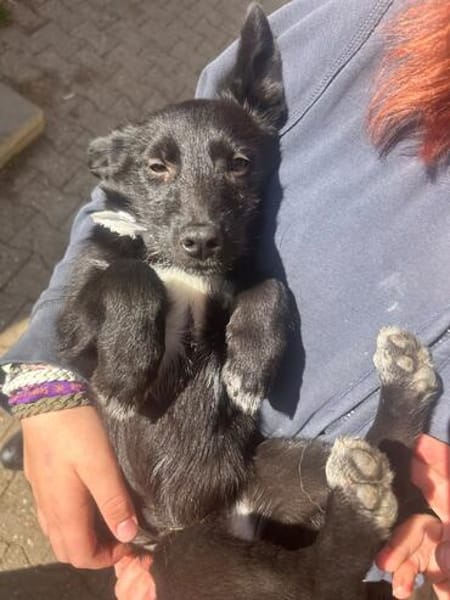 Kleine Hunde suchen ein Zuhause