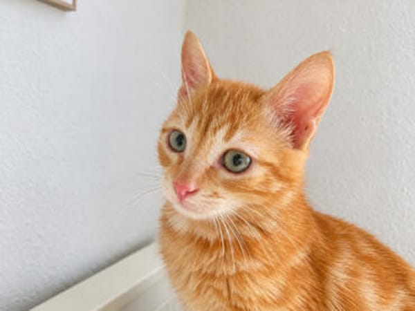 Pumuckl, sanfter Kuschelkater, ca. 5 Monate