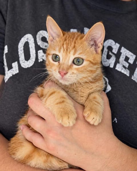 Pumuckl, sanfter Kuschelkater, ca. 5 Monate