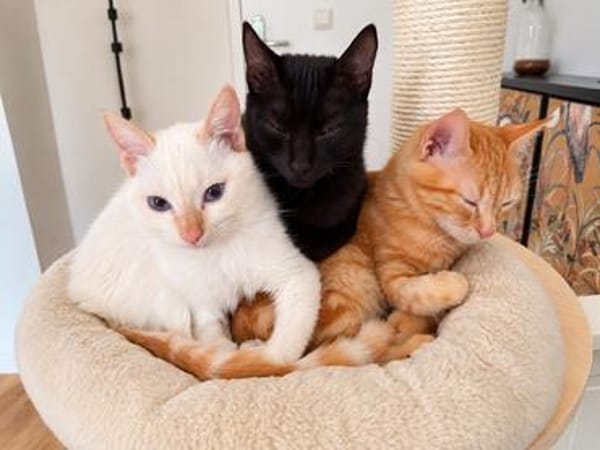 Pumuckl, sanfter Kuschelkater, ca. 5 Monate