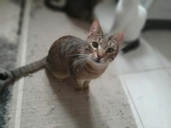 Yentel, aufgeweckter Tigerkater, ca. 1 Jahr