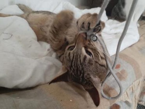 Yentel, aufgeweckter Tigerkater, ca. 1 Jahr