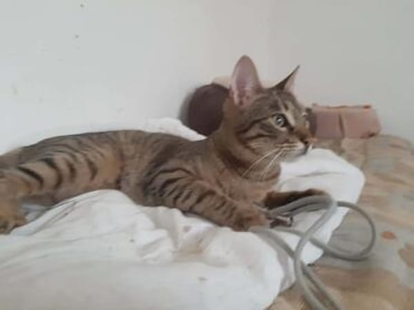 Yentel, aufgeweckter Tigerkater, ca. 1 Jahr