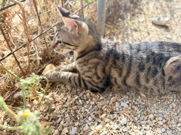 Yentel, aufgeweckter Tigerkater, ca. 1 Jahr