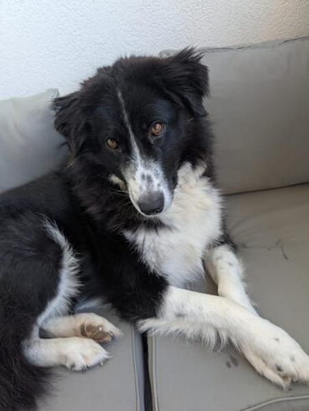 Greta sucht ihr neues Für Immer Zuhause