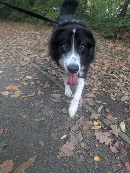 Greta sucht ihr neues Für Immer Zuhause