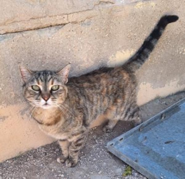 Liebe, zutrauliche Katze Micaela