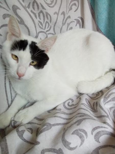 Odin m~1jahr sucht sein Kuschel buddy