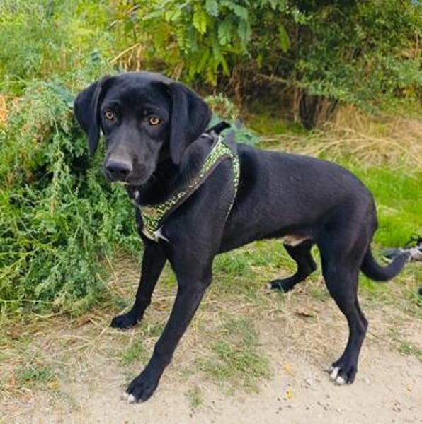 Labrador Mix Anton sucht ein Zuhause