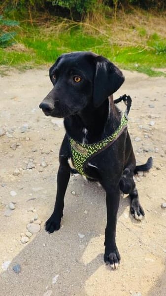 Labrador Mix Anton sucht ein Zuhause