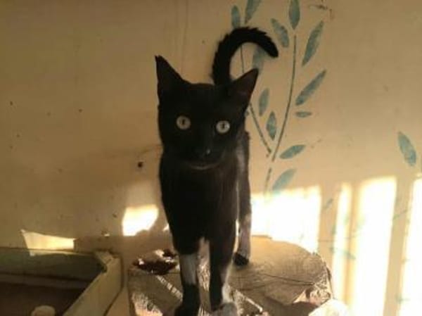 Lakritz, eleganter Jungkater, ca. 1 Jahr