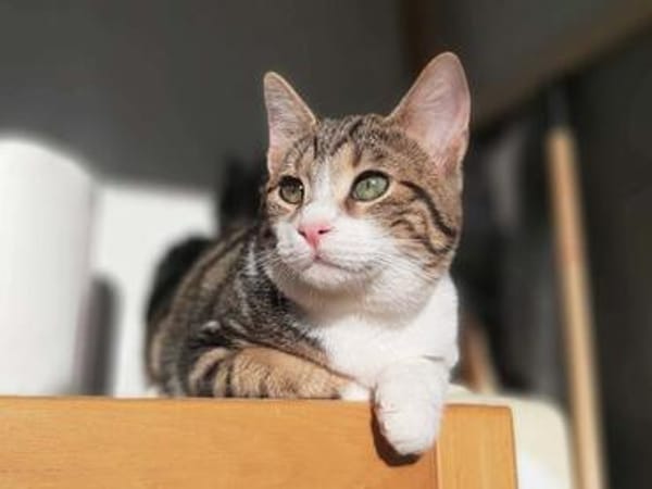 Hulk, menschenbezogener Schmusekater, ca. 1 Jahr