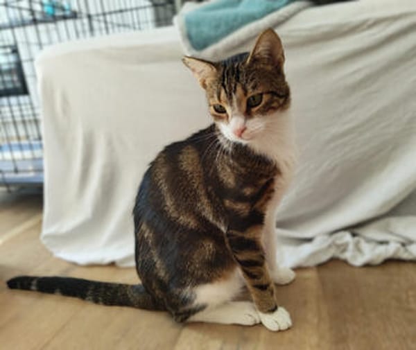 Hulk, menschenbezogener Schmusekater, ca. 1 Jahr