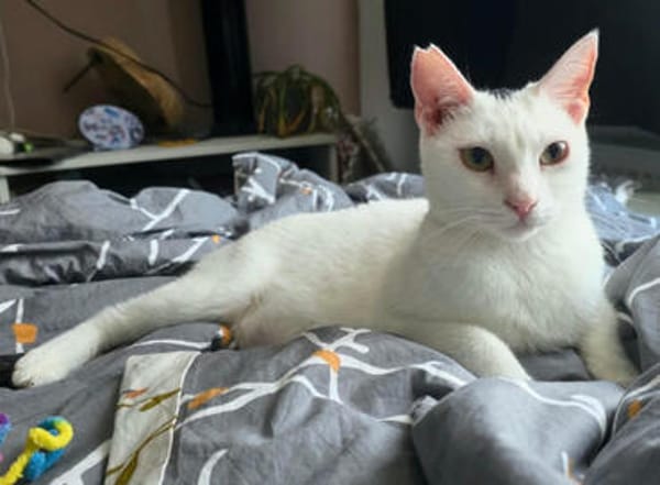 Prada, fröhliches Tricolour-Mädchen, ca. 1 Jahr