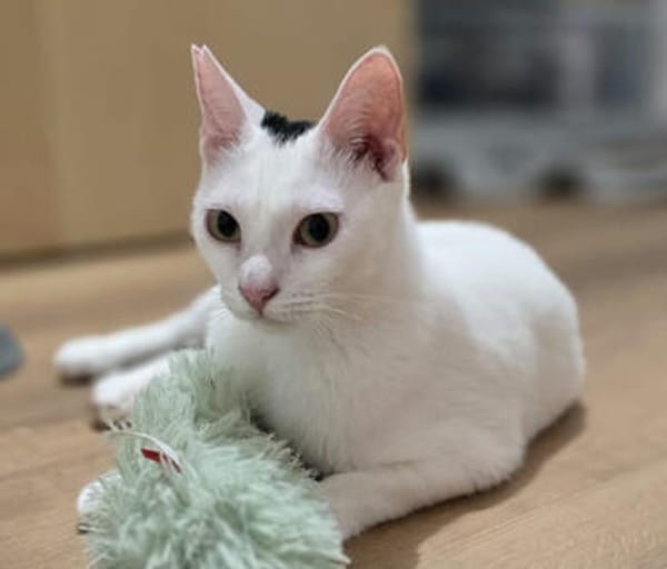 Prada, fröhliches Tricolour-Mädchen, ca. 1 Jahr