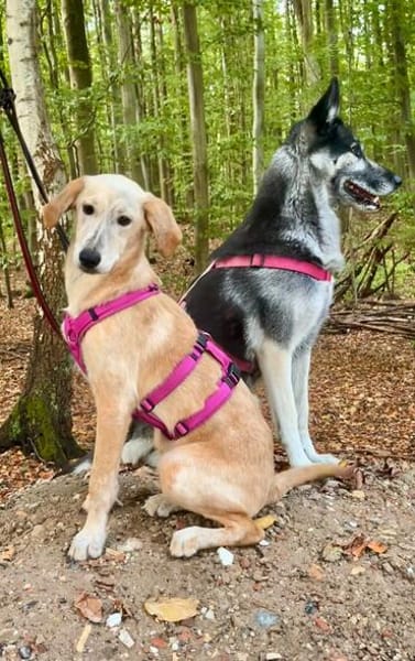 Frieda -liebenswerte Frohnatur-
