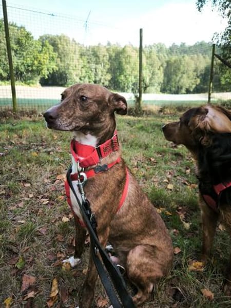 Brownie, ein Herzenshund der neu anfangen möchte