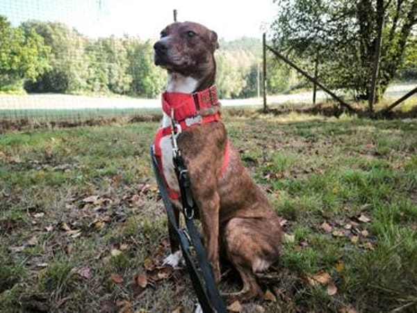 Brownie, ein Herzenshund der neu anfangen möchte