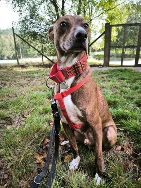 Brownie, ein Herzenshund der neu anfangen möchte