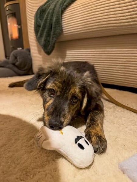 Rani - kleine Herzenshündin sucht ihr großes Glück
