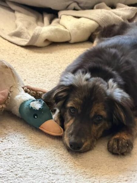 Rani - kleine Herzenshündin sucht ihr großes Glück