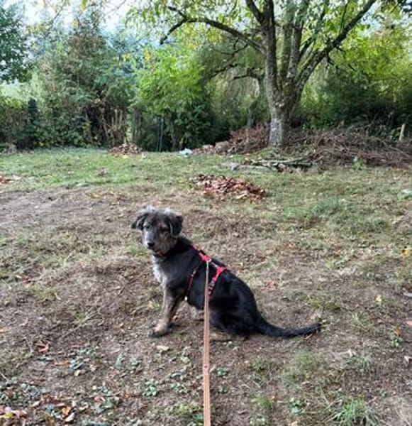 Rani - kleine Herzenshündin sucht ihr großes Glück