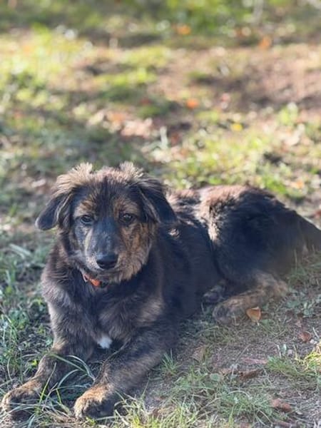 Rani - kleine Herzenshündin sucht ihr großes Glück