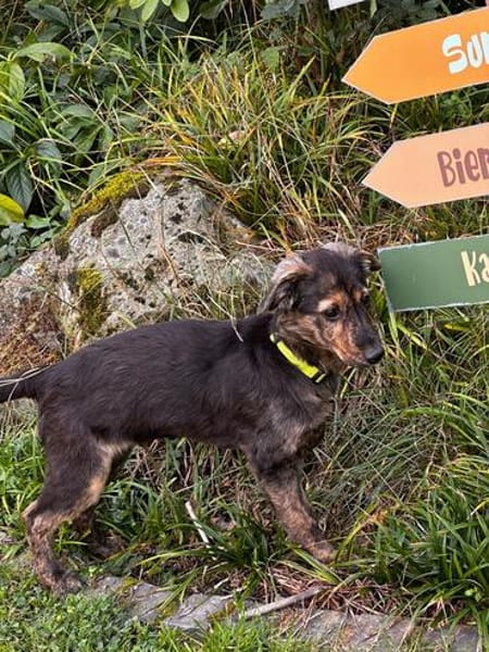 Ritchie- kleiner Wirbelwind sucht sein großes Glück