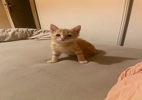BUDDY