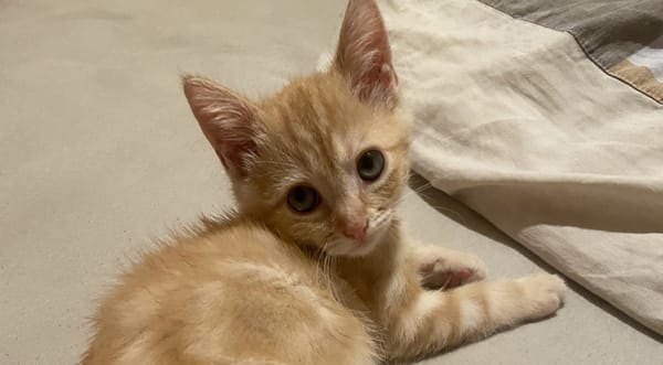 BUDDY